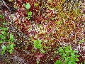 (6b) A mosaic of colours in moss - mainly sphagnum.  Beinn Eighe National Nature Reserve, near Loch Maree.