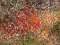 (6d) Sphagnum colours at their strongest:  these colours in the moss are common but often small or hidden.  Here, though, near Loch na Tri-eileanan (Loch of Three Islands), high above Alligin, it could be seen on a larger scale and in a great array of shades.