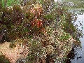 (6e) Red and pink moss on en masse, now right by the  three-islands loch - not to be confused with the three-islands loch east of the  Diabaig road!  Both have historical associations.  On the shore of the western one you can still see the abode of the "old woman on the edge of existence".