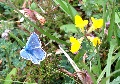 (21b) Midsummer riches on the shore road, below Sgorr a' Chadail.