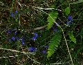 (21c) Milkwort, a tiny deep blue, common moorland plant here in June and July, sometimes seen in other colours.
	