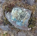 (21d) Lichen near the Bealach a'Chomhla, April.
