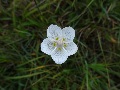 (24a) Flowers:  Grass of Parnassus at the lime-rich Rassal Ashwood, near Tornapress, September.
