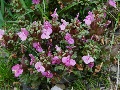 (24b) Lousewort - a common flower on the moorland here:  we have also seen a pure white form on a high pass in nearby Kintail;