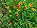 (24c) There are many vetches, trefoils, clover, etc. on low-lying hedgerows and verges, which can be really colourful in June and July. This one is on the shore road, right by the sea, at the foot of Liathach's west end (Sgorr a' Chadail).