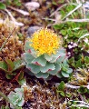(24e) We've seen roseroot at all levels:   low on sea cliffs, and this one at the other extreme, just below the summit of Beinn Eighe, more than 3,000 feet up, in subarctic tundra conditions. It's under snow and ice much of the year, and fierce gales for most of the rest of it. The quartzite gravel here harbours miniature alpine gardens.