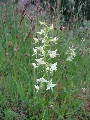 (24f) Orchids abound in the valleys and lower hills here, sometimes flowering in drifts on grassy areas.  This butterfly orchid was growing on a roadside verge.