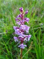 (24g) Another orchid.