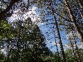 (25) Though much of the land here is open, there are many woodlands, and some of the finest relict pine forest. They complement the richness of small plants - flowers in the grassland and moors, lichens and mosses on the peat and the rocks. Woodland is on the increase as large areas of previously grazed lower hillside are being protected from deer. This photo is at Coire Mhic Nòbaill, near the road bridge. July.