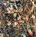 (27a) We've hardly ever seen full-bodied red in petals here, but certainly have in lichens - this one was near the foot of Loch Damh.
