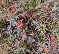 (27c) Red in leaves: the deep red in this photo is the leaves of tomentil, a common moorland flower here. We've even seen it with all-red leaves and stems in midsummer.  This photo is high on the south slope of Sgorr Ruadh in September.