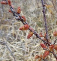 (27b) Red in catkins: one of the great delights of walking in the Highlands is the bog myrtle, with its heady scent of spicy nutmeg.  These April flowers are even more fragrant and resinous than the leaves which appear later.  Seen at the flats at the bottom of Tom na Gruagaich, by the woods at Coire Mhic Nòbaill.
