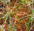 (27d) The tiny round-leaved sundew:  the droplets are secretions from the plant designed to catch small insects.