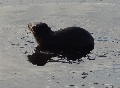 (30c)  Sea otter.