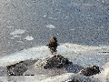 (30d)  Sea otter:  the moment of emergence from under the ice.
