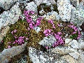 (33a) Like photo (24e), this moss campion was growing in the blasted tundra gravels just below Ruadh-stac Mòr - the summit of Beinn Eighe.  But unlike the roseroot, which we've also seen growing in sheltered places by the sea, we've only ever seen moss campion growing in wild exposure more than 3,000 feet up. July.