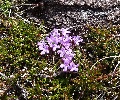 (33c) Wild thyme, on Sgorr a'Chadail's northern slopes.