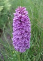 (33d) Orchid, this time with strong patterns on the petals - these  are common and don't usually indicate a different species - just a natural work of art!