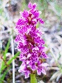 (33f) Another orchid, this time in one of the  many hidden valleys of the gneiss high above Alligin.