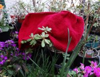 Red jumper