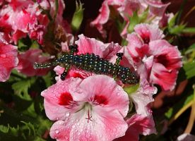 Beaded Lizard
