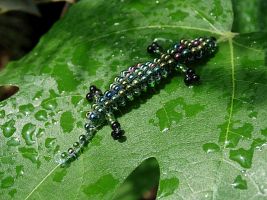 Beaded Lizard