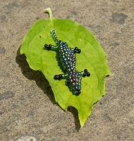 Beaded Lizard