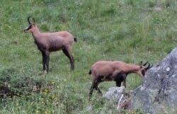 Engadine Chamois