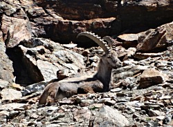 Engadine ibex