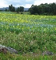 
	This field is just by the ruined farmhouse north of Loch
	Kinnord, and still seems to have a mix of rapeseed (or similar)
	and flax.  No aggressive management here, though:  the
	field edges are broad with thistles and foxgloves.
	