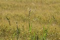 
	The edges of barley fields
	