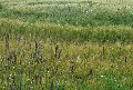 
	The edges of barley fields
	