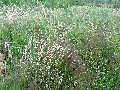 
	Other pathside grasses 
	