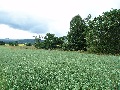 
	Silvery oats
	