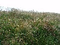 
	Other pathside grasses 
	