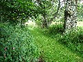 
	The lane to the Kirklands graveyard
	