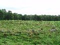 
	Iron Age hut circles, about 25 yards in diamater.  These
	are northeast of Loch Kinnord, on the nature reserve.
	