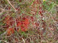 
	..and sphagnum by the loch
	