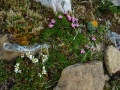 
	Sub-arctic alpines in the tundra gravel, Ruadh-Stac Mhor summit
		(Beinn Eighe)
	