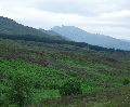 
	(Fuar Tholl from the opposite side, near the top of the road from
		Strathcarron to Kishorn)  (2010)
	