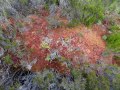 Mixed species of Sphagnum moss