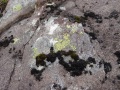
	Lichen (white, light grey and light green) on sandstone
	