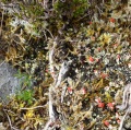
	Lichen (red blobs and, lower right-hand edge, faint rings) on peat
	