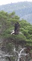 
	The sea eagle
	