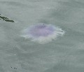 
	   Jellyfish in the bay
	