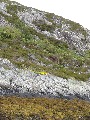 
	Flowers, lichen and weathering at the head of the bay
	
