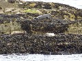 
	Seals on the more sheltered landward (east) side of their island
	