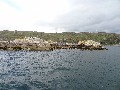
	Island with arctic terns.  They were doing sudden group flying
	manoeuvres which were difficult to explain as they didn't seem to
	be either escaping or persuing.
	