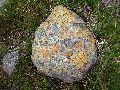 Lichen near the top of Coire Briste