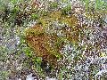 Wave in moss hummock - Coire Briste
